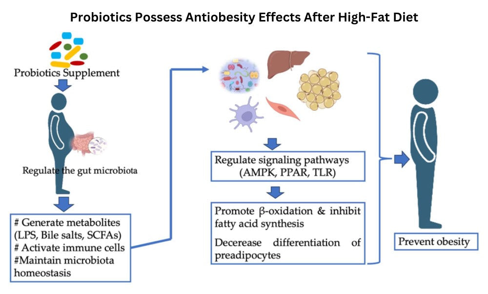 Probiotics Possess Antiobesity Effects After High-Fat Diet
